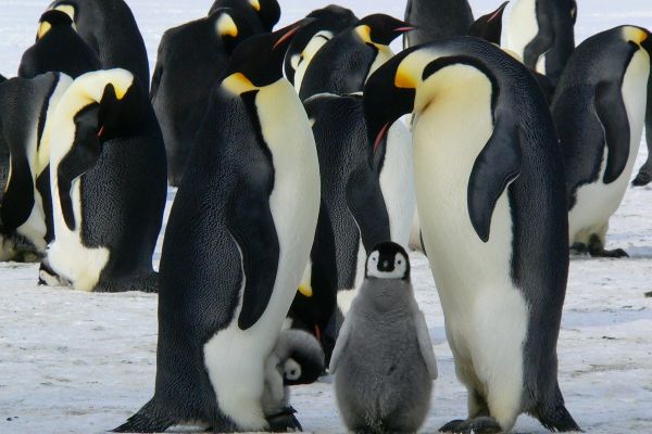 Penguins with babies in Antarctica.