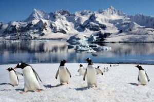 Penguins in Antarctica