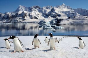 Penguins in Antarctica.