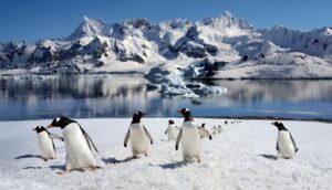 Group of penguins in Antarctica