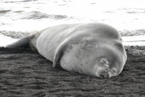 Seal on the beach