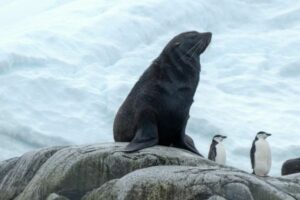 A seal and penguins in Antarctica.