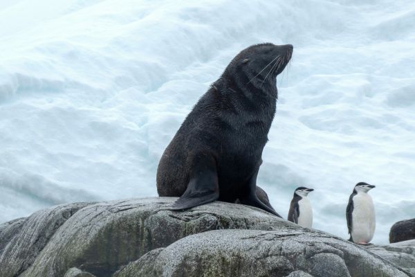 A seal and penguins in Antarctica.