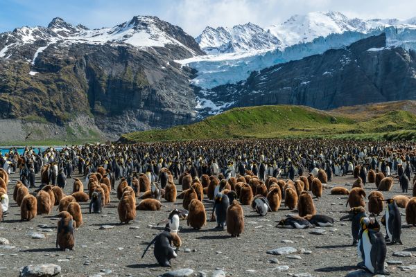 Penguins in South Georgia.