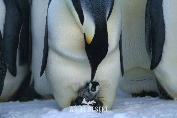 Emperor Penguins in Antarctica