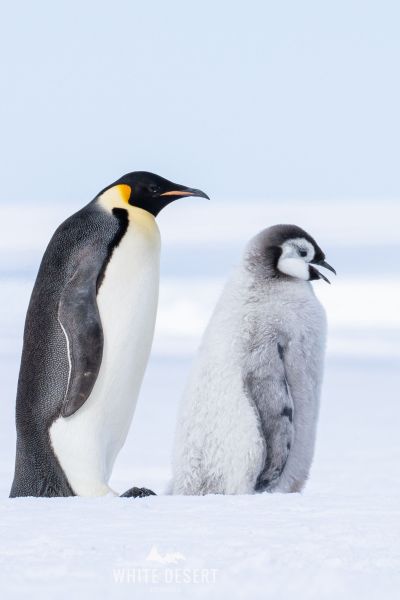 Emperor Penguins in Antarctica