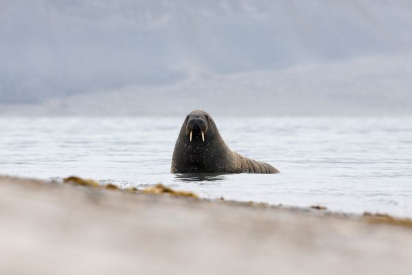 A walrus in the Arctic.