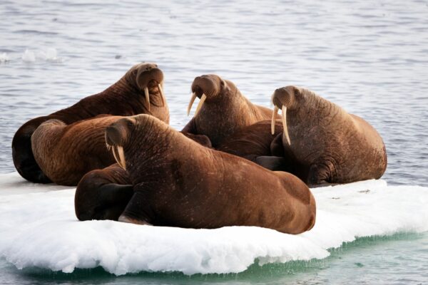 Walruses floating on ice.