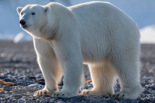 A polar bear in the Arctic.