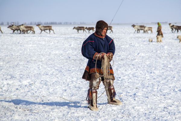 A man in traditional outfit herding reindeer.