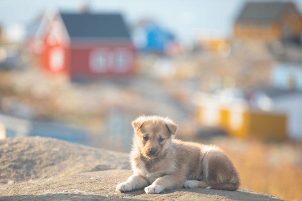 A puppy in Greenland.