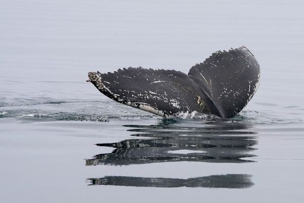 The tail of a humpback whale.