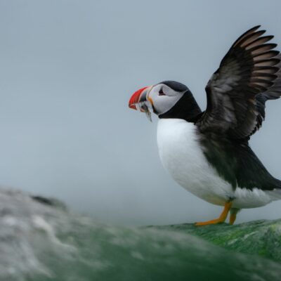 A puffin in Iceland