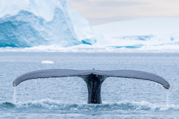 Guests hike and explorers in Greenland