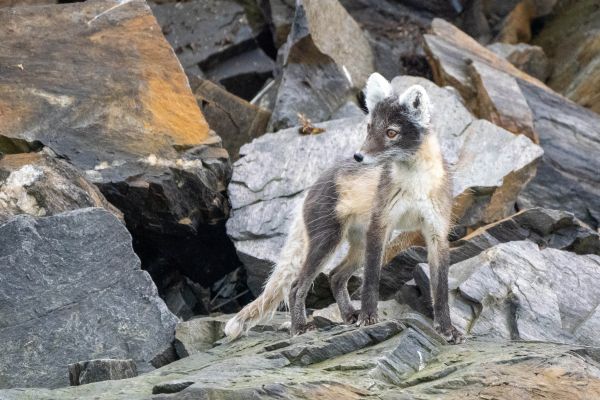 An Artic Fox in Svalbard, Norway.