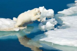 A polar bear jumping on the ice in Svalbard, Germany.