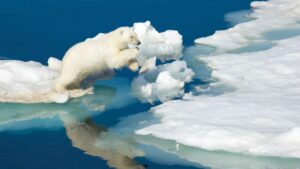 A polar bear jumping between iceberg.