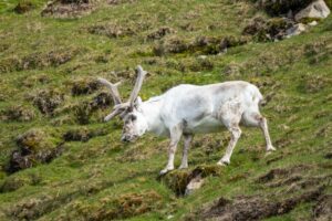 A Svalbard Reindeer