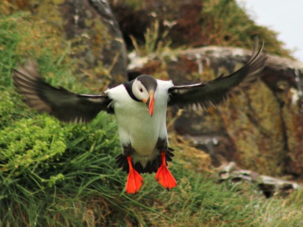 A puffin in Svalbard, Norway.