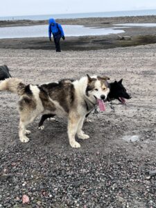 Sled dogs in Svalbard, Norway.