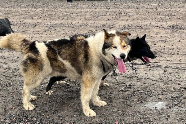 Sled dogs in Svalbard, Norway.