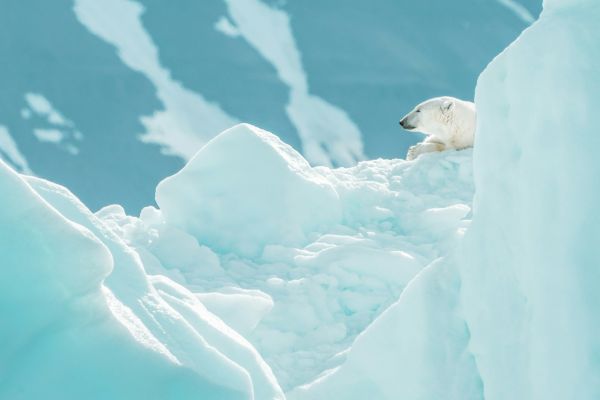 A polar bear peeking around the snow in the Arctic.