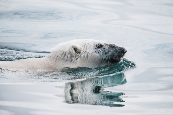 A swimming polar bear.