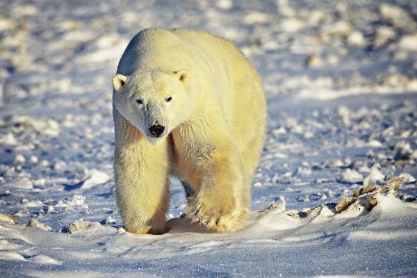 A polar bear walking in the Arctic.