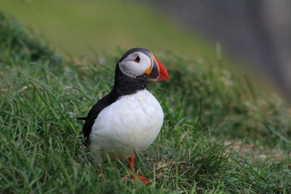 An Arctic Puffin.