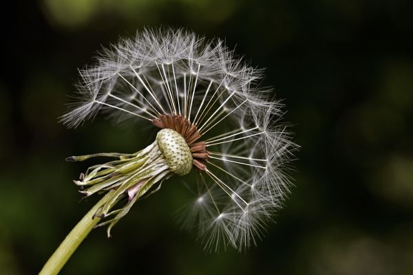 Dandelion seeds.