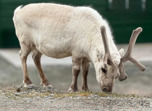 A Svalbard Reindeer