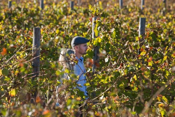 The Vineyard at La Residence in Franschhoek, South Africa.