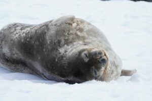 Weddell seal on ice.