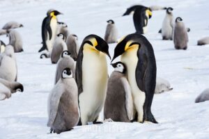 Antarctica by Charter: An Ultra Luxe Experience