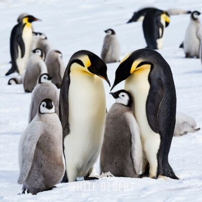 Emperor penguins in Antarctica