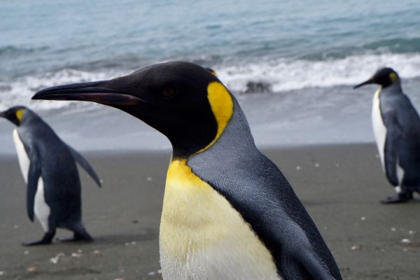 King Penguin in Antarctica