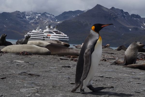 King Penguin in Antarctica