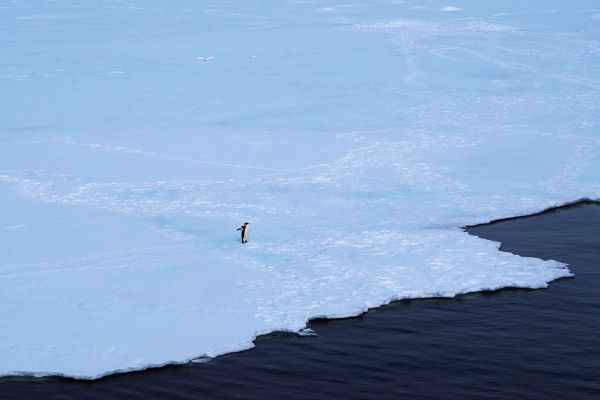 An Emperor Penguin in Antarctica