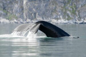 Humpback whale tail in the Arctic