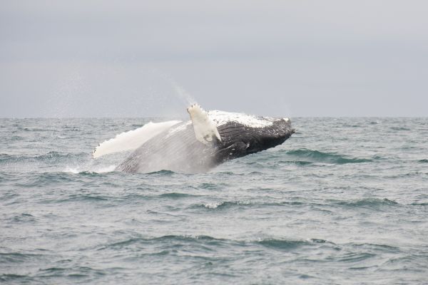 Humpback whale breaching