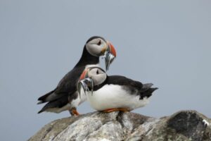 Two puffins standing on a rock with fish in their mouths