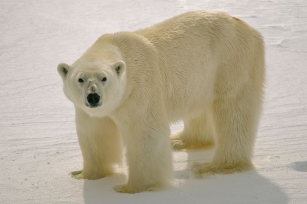 Polar bear in the Arctic