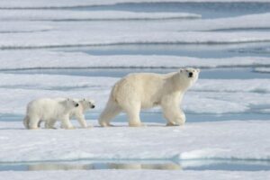 Mother polar bear walking with her cubs