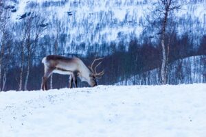 Reindeer standing in the snow