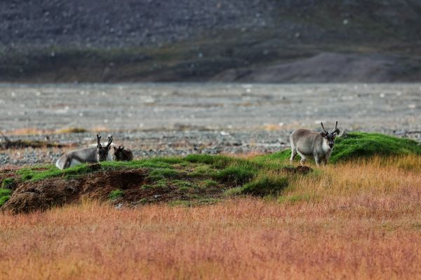 Reindeer in Svalbard