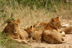 Group of lions lying on the ground.