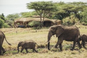 Exterior view of Lewa house with elephants in front of it