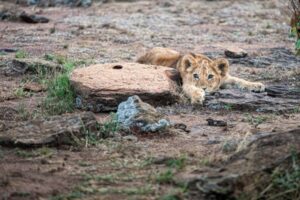 Young Lion near Mara Nyika Camp