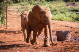 Diane Sheldrick Elephant Orphanage elephants