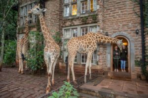 Giraffes outside the building
